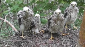 Четыре взрослых птенца ястреба-перепелятника в гнезде ( Accipiter nisus )