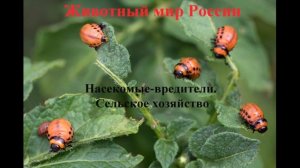 Насекомые вредители  Сельское хозяйство