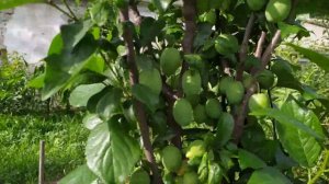 Колоновидная слива