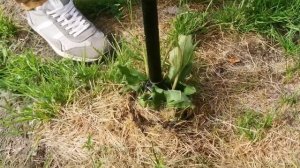 ИЗВЛЕКАТЕЛЬ СОРНЯКОВ. WEED PULLER TORNADICA.