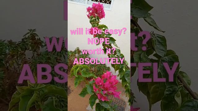 Pink Bougainvillea #flowers #love