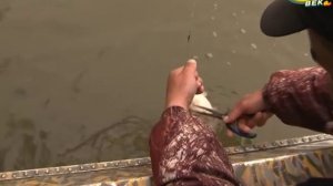 Рыбалка на сома. Рыбалка на сома джигом.