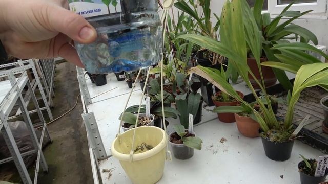 Catasetum (Морковки) новый способ выращивания смотреть онлайн