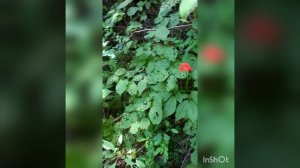 женьшень!(корень жизни)