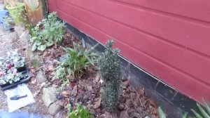 Planting Cyclamens on a Winters Day in March