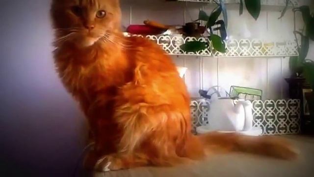 Мейн-кун красный мрамор.Maine Coon red marble.