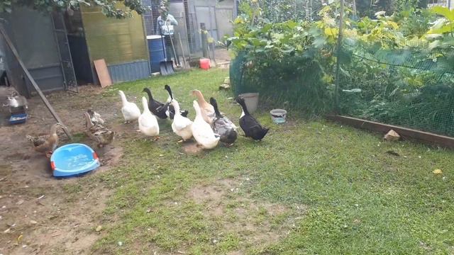 Утята, утренняя пробежка. смотреть онлайн