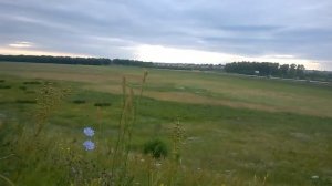 Поспела полевая ( луговая, дикая ягода) клубника (земляника). Собирай не ленись.