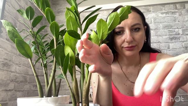 ЗАМЕОКУЛЬКАС | РАЗМНОЖЕНИЕ ЛИСТИКОМ | МОЙ ЭКСПЕРИМЕНТ #plants #iloveplants #crazyplantlady