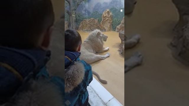 Lions in the Kazan Zoo Львы в Казанском зоопарке