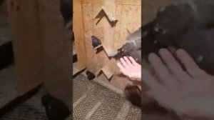 // НИКОЛАЕВСКИЕ //КАК ОПРЕДЕЛИТЬ ТОРЦОВОГО ГОЛУБА //. 19..10..19..