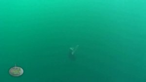 Путь нерпёнка