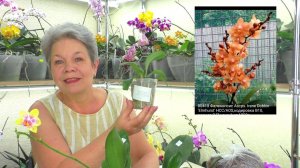 Распаковка посылки с орхидеями, из Краснодара. Орхидеи - от садовника Miki Orchids.