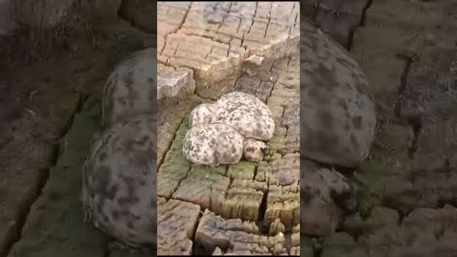 гриб трюфель белый