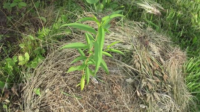 Эксперименты по вызреванию побегов смотреть онлайн