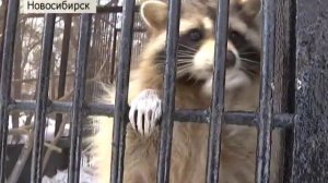 В Новосибирске родилась чупакабра