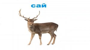 «Берий дошлорг. Акха дийнаташ» (Дикие животные, 1 часть)