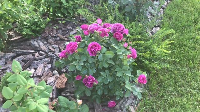 Цветёт синяя роза Минерва ? Rose Minerva ? смотреть онлайн