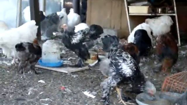 Молодняк, цыплята: кохинхины, брама и орпингтоны смотреть онлайн