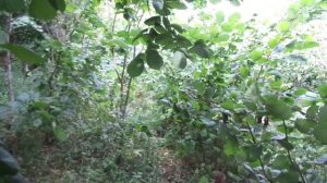 ЛЕЩИНА - древо жизни, вкруг каждого дома насадить райские кущи