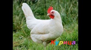 Угадай животных по звуку / Звуки животных / Часть 2