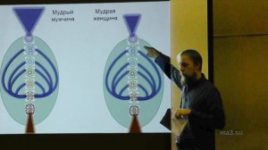 Доклад «Мужские и женские половые железы как два элемента одной системы»