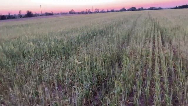 Охота на косулю в Беларуси. Охота с подхода.
