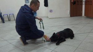 Владимир, Татьяна и кане корсо Виски. Индивидуальное занятие по дрессировке: обучение команде Лежать