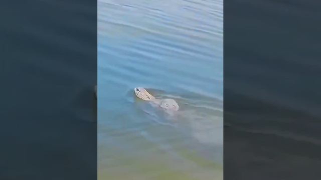 Видео от В мире животных