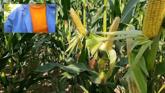 Хибрид царевица P9415- сезон 20/21 смотреть онлайн