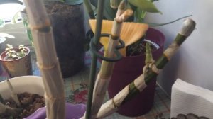 Дендрофаленопсисы без корней растят молодые росты.