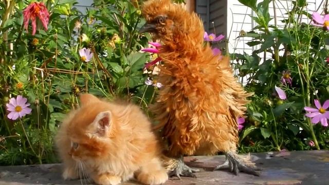 Tyoma Саня и Тёма Sunny (mini) and bird Dodo Птица ДоДо смотреть онлайн