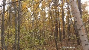 Грибы в конце сентября.