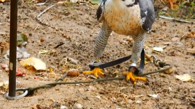 заповедник Галичья гора смотреть онлайн