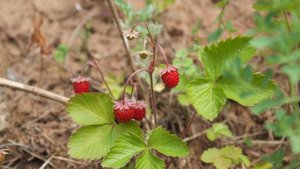 Земляника лесная