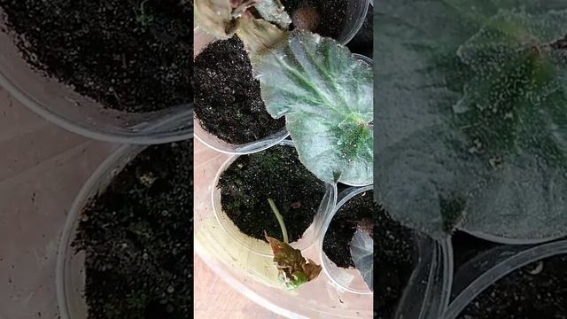 Как из листика бегонии вырастает полноценный клубень смотреть онлайн