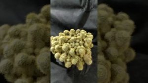 Маммиллярия Вильда (Mammillaria wildii)