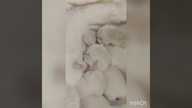 Новорожденные котята.