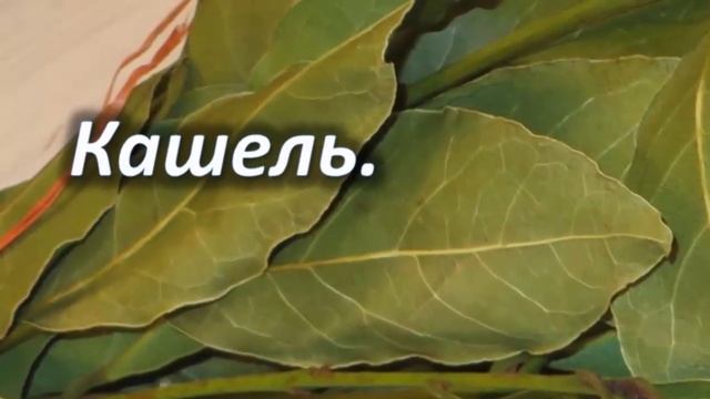 Лавровый лист – полезная приправа или нет??? Польза и вред лаврового листа! смотреть онлайн