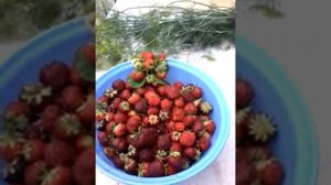 Огурцы Изумрудные сережки. Черный принц - садовая земляника.