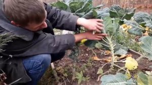 Брюссельская капуста .Неожиданный урожай