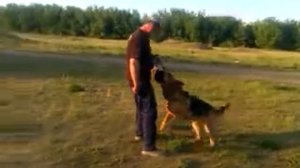 Немецкая овчарка. Идеальное задержание и послушание.