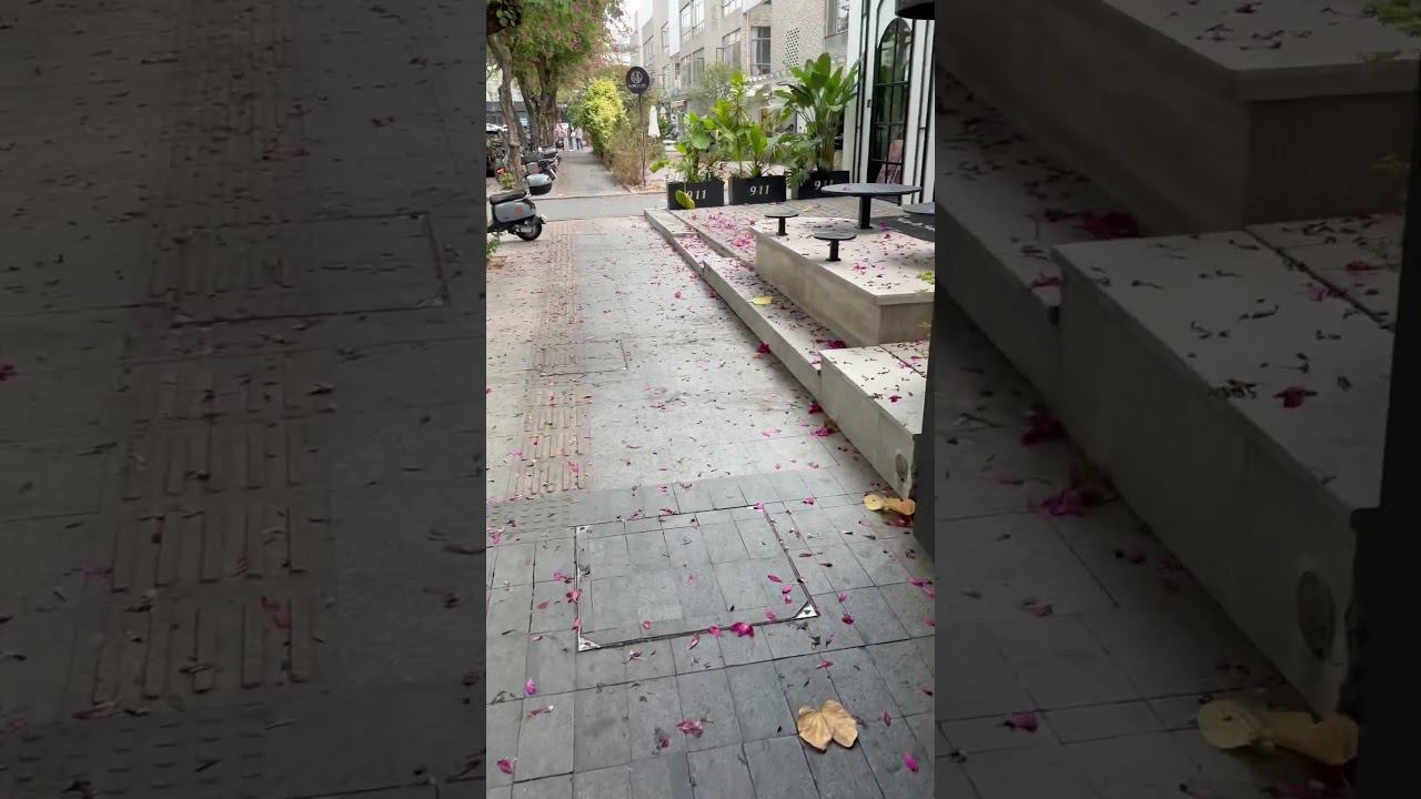 Floss silk tree flowers in Zhongshan, China #china #ShortsVlog #Vlog #Vlogger #Vlogging
