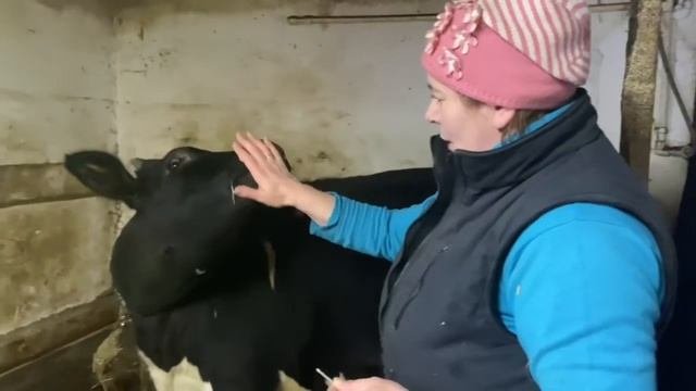 Кетоз у коров/профилактика, лечение