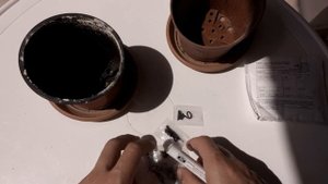 Как Вырастить Венерину Мухоловку из семян. Вот что из этого выросло
