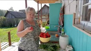 СОБРАЛА ПЕРЦЫ , УБРАЛА ГРЯДКУ В ТЕПЛИЦЕ, НАМАЛОСОЛИЛА ПОМИДОРЧИКОВ.