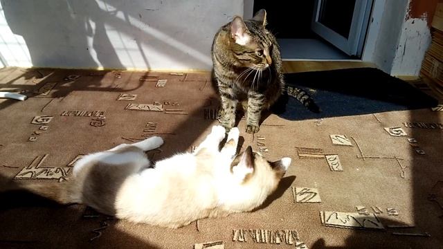 Кот пытается помыть кошку смотреть онлайн