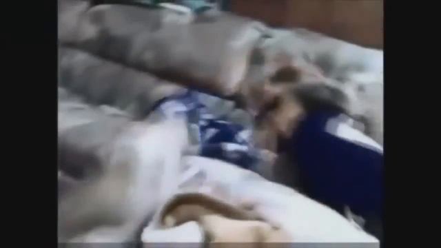 Приколы!  Умные коты!