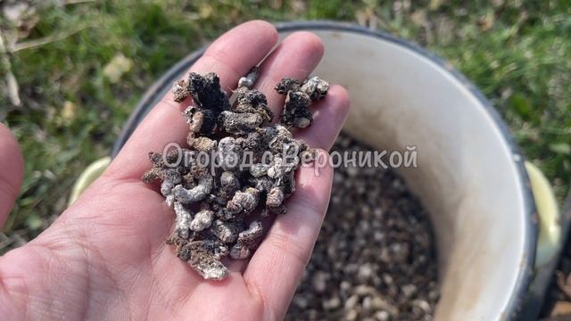 Полила огурцы этим и за ночь наросло 50 вёдер огурцов, будете столько же собирать! ЧУДО-ПОДКОРМКА! смотреть онлайн