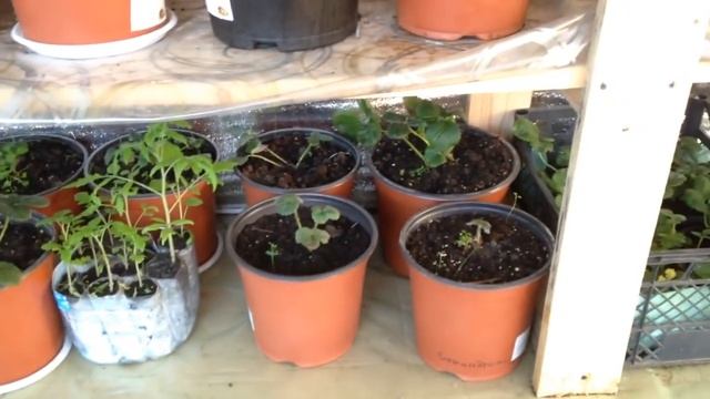 Клубника. Теплица зима. смотреть онлайн